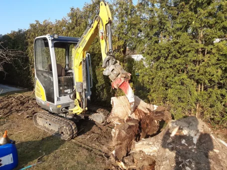 Baumentwurzelung Baumentwurzelung